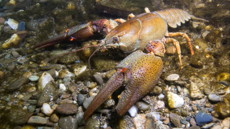 Europäischer Flusskrebs (Astacus astacus)